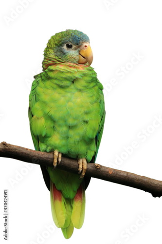 Portrait of yellow-billed amazon, Amazona collaria, also called Jamaican amazon. Green parrot perched on branch isolated on white background. Endemic parrot from Jamaica.
