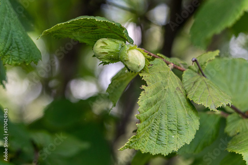 hazelnuts and leaves on the tree