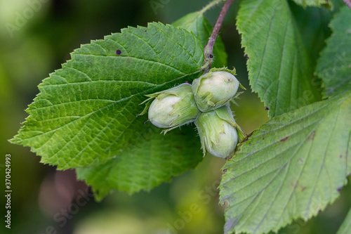 hazelnuts and leaves on the tree
