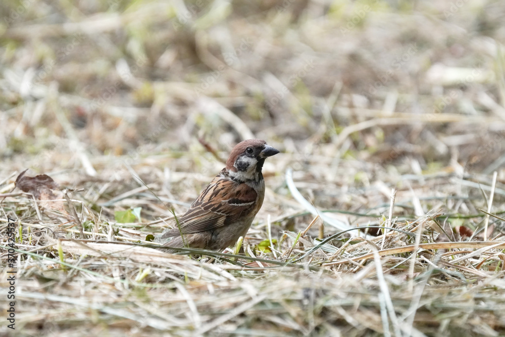 sparrow on a grass sparrow on a grass