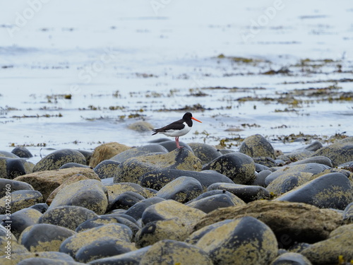 Oyster catcher birds on the beach © Jennifer de Montfort
