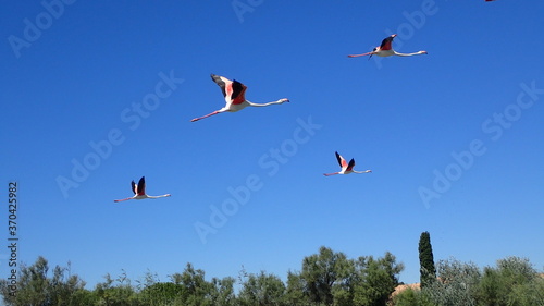 Flamingos in flight with a beautiful blue sky