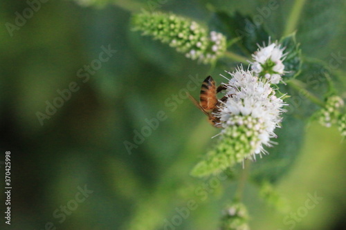 Bee on Mint flower_4438