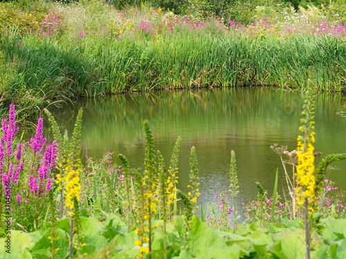 wildflowers by pond