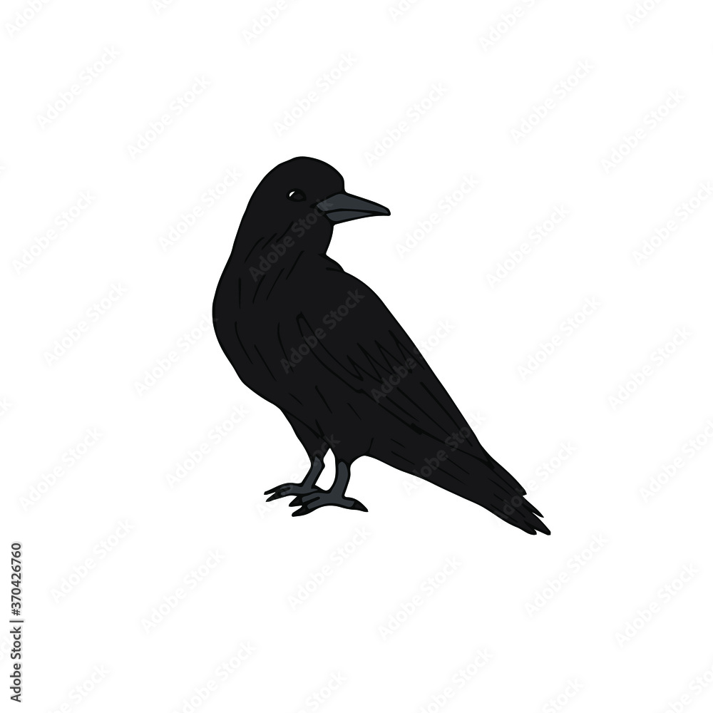 Fototapeta premium Vector hand drawn doodle sketch colored raven isolated on white background