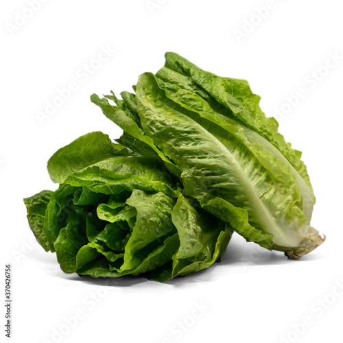 fresh green lettuce