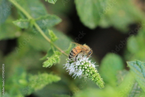Bee sucking nectar of Mint flower_4385 © HHelmy