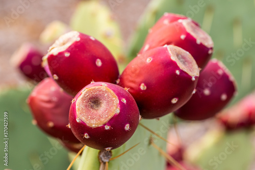 Prickly Pear Cactus Fruit
