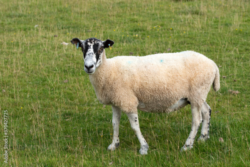 Solitary sheep in a grass field