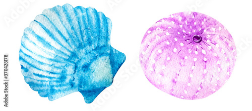 Two hand drawn watercolor seashells isolated on white background. Marine clipart