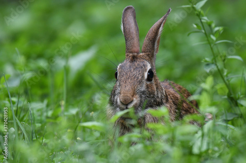 Cute little cottontail rabbit eating grass photo