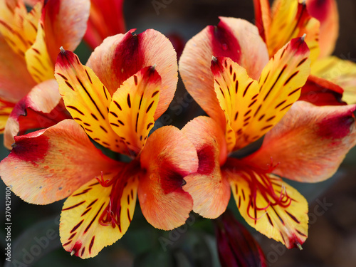 Foto Closeup of two beautiful orange Alstroemeria Peruvian lily flowers, variety Indi