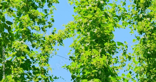 High plants on hops farm. Rural landscape with beer ingredients.