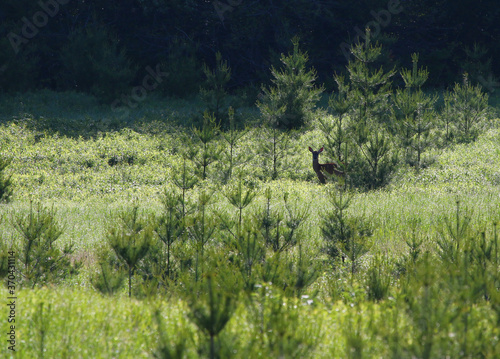 A white-tailed deer (Odocoileus virginianus) peeking from behind a tree in a meadow. Shot in Waterloo, Ontario, Canada.