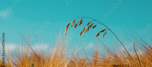 Golden spike of oats on the background of the field and blue sky in the countryside. Banner for advertising agriculture. Place for text