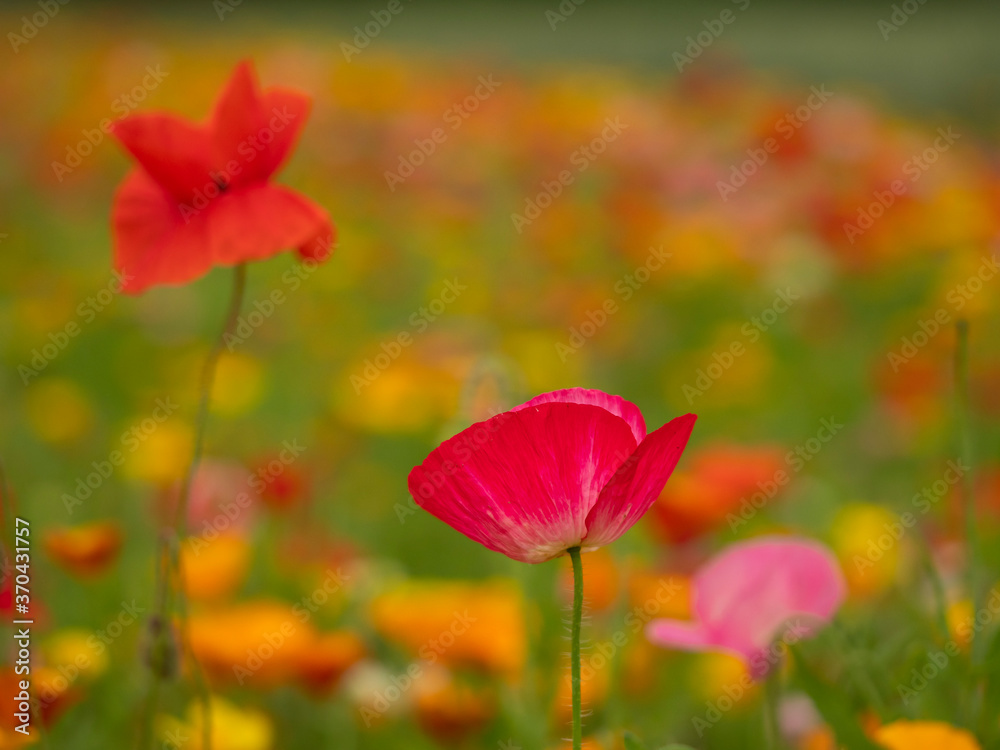 Fototapeta premium Closeup of a bright pink poppy and a red poppy in a mixed flower meadow in summer