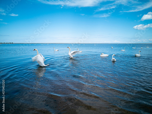 swans take off to flight © greg_ka