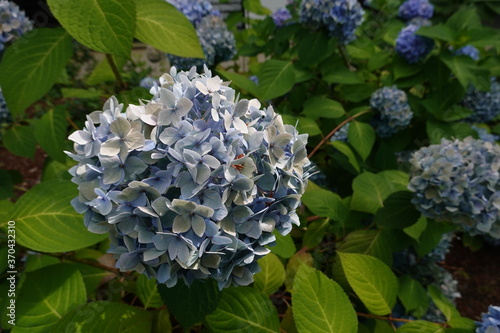 close up Blue Hydrangea Flowers in the Summer Garden photo