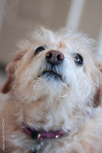 Adorable lil shelter dog  © mira