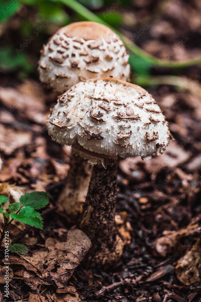 Mushrooms in the autumn forest. Cook, meal.