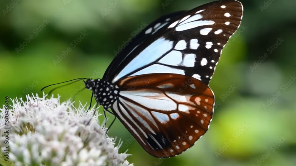 Naklejka premium butterfly on a flower