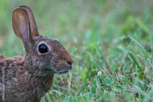Eastern Cottontail Rabbit, Sylvilagus floridanus, closeup in the grass on a summer morning copy space