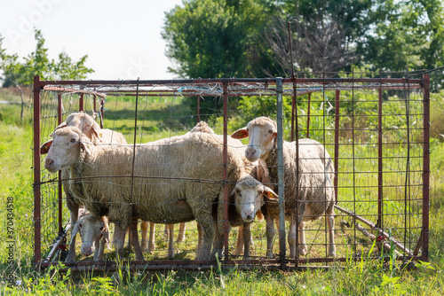Konstfotografi Group of sheep with ear tags in sheepfold