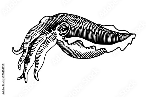 cuttlefish with tentacles, sea mollusk, delicious seafood, engraving, sketch, for logo or emblem, vector illustration with black ink lines isolated on a white background in a hand drawn style