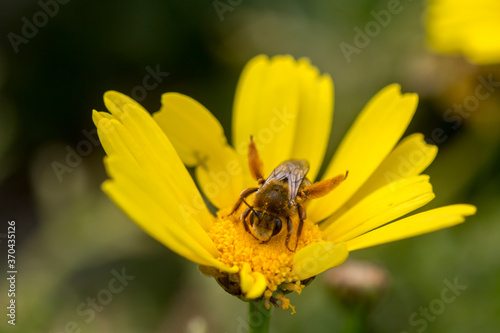 Photos Eastern cucurbit bee or Long horned bee (Peponapis pruinosa) collecting nectar from a flower