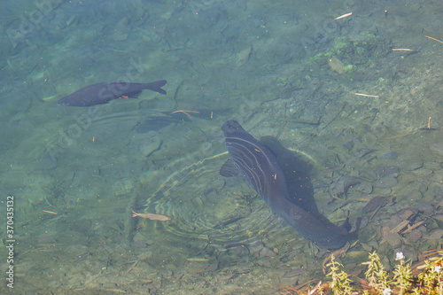 Brazilian big  fish
This big and beautifull fish is very rare.