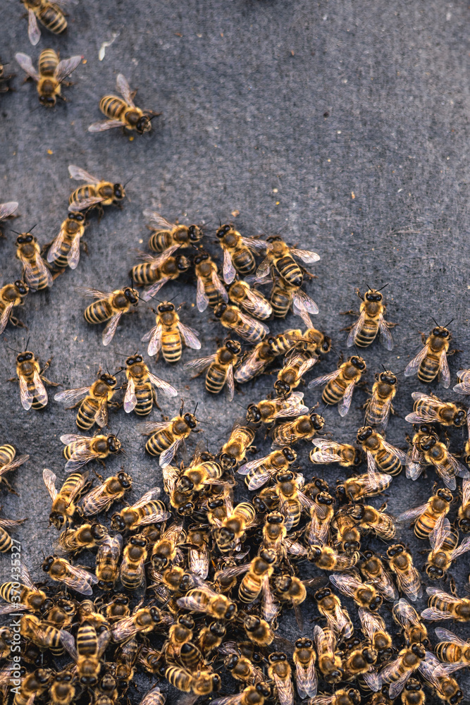 Bienen vor Ihre Bienenstock auf dunklem Untergrund Bienen vor Ihre Bienenstock auf dunklem Untergrund
