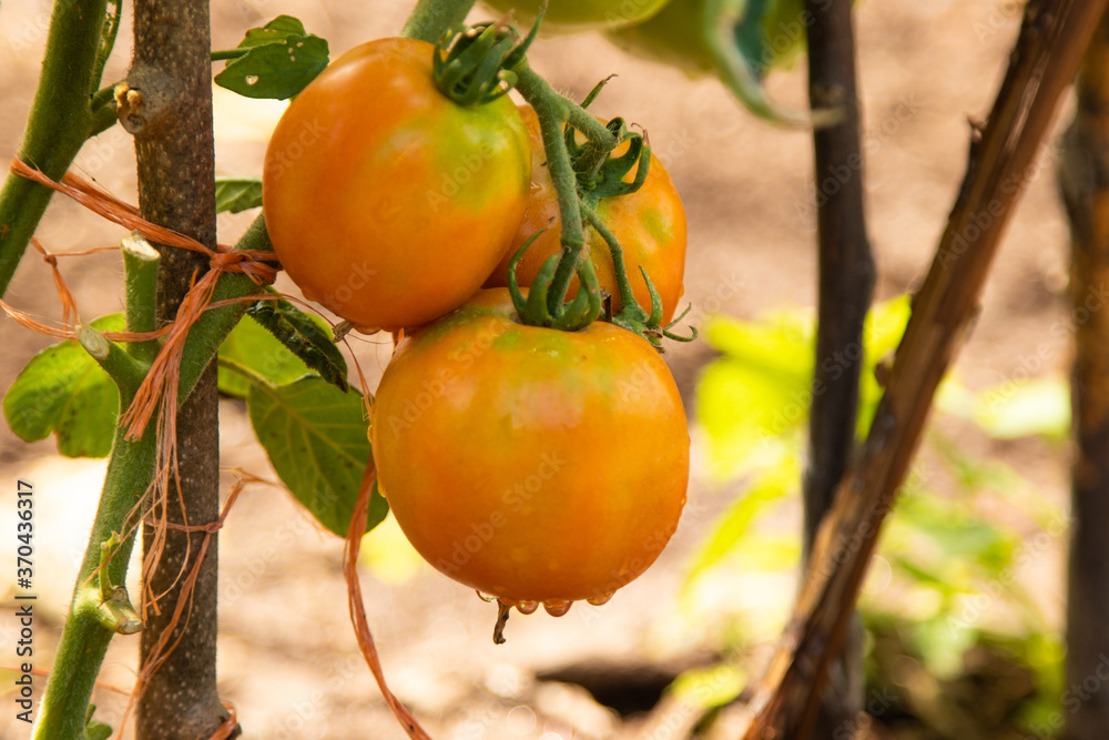 organic natural tomatoes in the garden plant organic natural tomatoes in the garden plant
