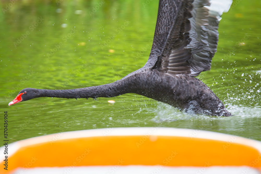 Naklejka premium Black swan in the lake 