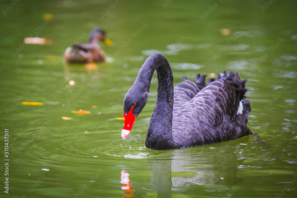 Fototapeta premium Black swan in the lake