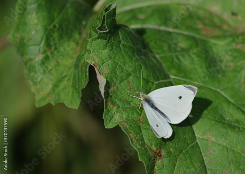 Εκτύπωση καμβά A Cabbage White (Pieris rapae) butterfly sitting on a leaf, shot in Waterloo, Ontario, Canada