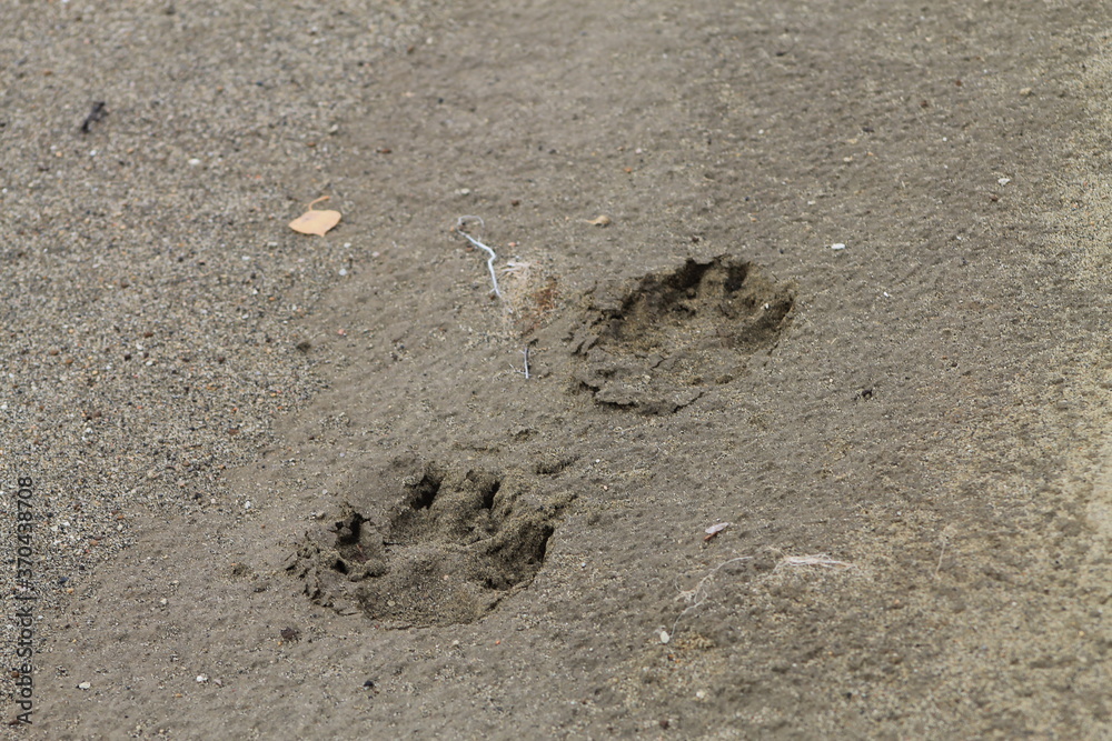 footprint in the sand footprint in the sand