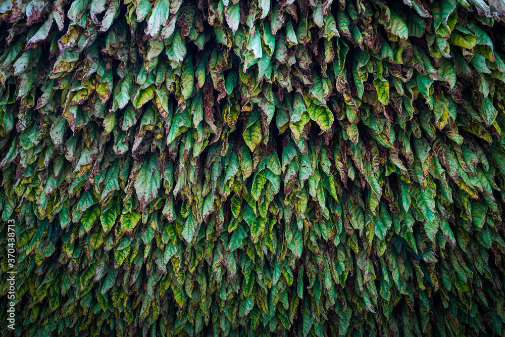 Obraz premium Tobacco leaves drying in a barn