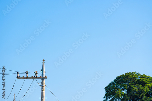 【街中の身近な鳥】電柱に群れる小鳥