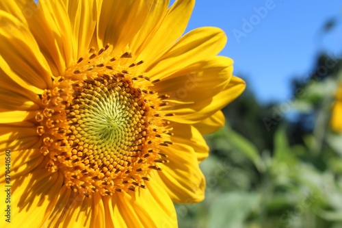 sunflower on a blue sky