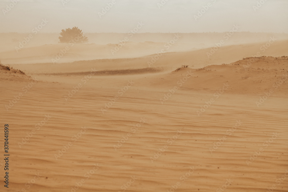 The send of the Desert. Sahara send texture. Thousand kilometers of row of sand dunes, barkhan belt and fixed by special plants sands, pebbly upland sand plots, thorny bushes. Send storm The send of the Desert. Sahara send texture. Thousand kilometers of row of sand dunes, barkhan belt and fixed by special plants sands, pebbly upland sand plots, thorny bushes. Send storm