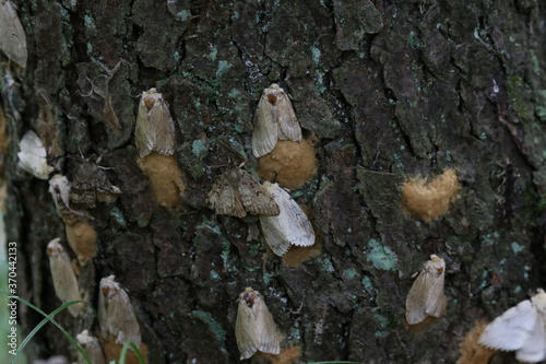 Lots of Gypsy Moths (Lymantria dispar dispar), shot in Turkey Point Provincial Park, Ontario, Canada.