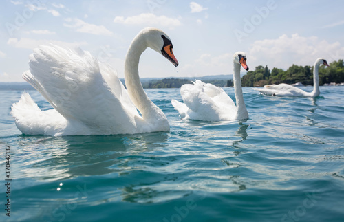 two White swans swimming at lake garda