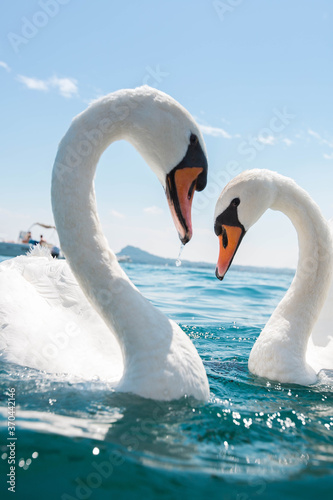 two White swans swimming at lake garda