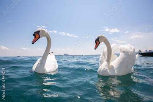 Fototapeta Naklejka Na Ścianę i Meble -  two White swans swimming at lake garda