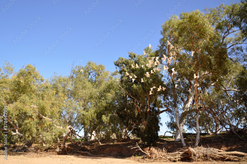 Little Corellas flying in a large flock over a dry riverbed