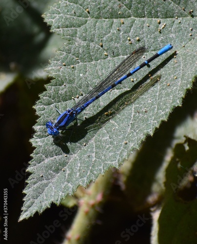 A vivid dancer damselfly (Argia vivida) perched on a dusty leaf by the water's edge in Pinto Lake County Park in California. photo