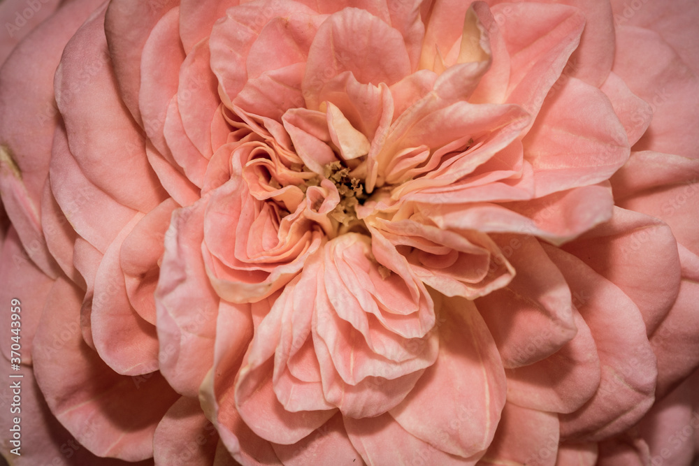 The core of the pink peony flower