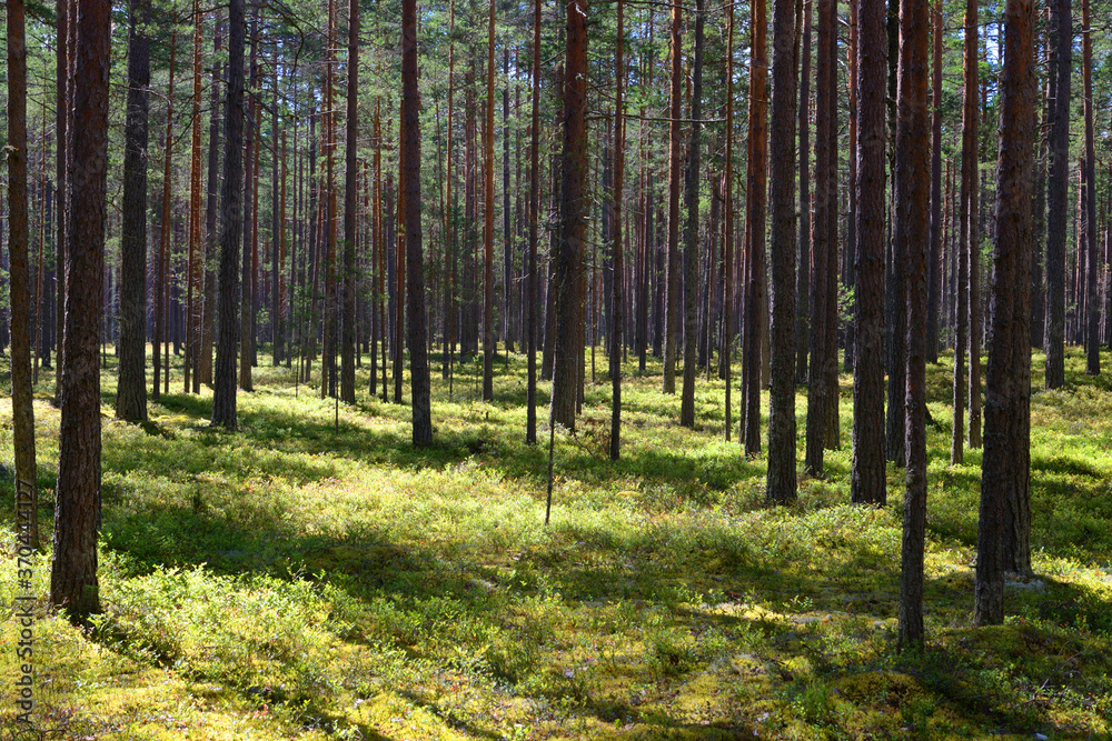 Fototapeta premium Pine forest at summer.