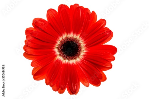 Red Gerbera Daisy