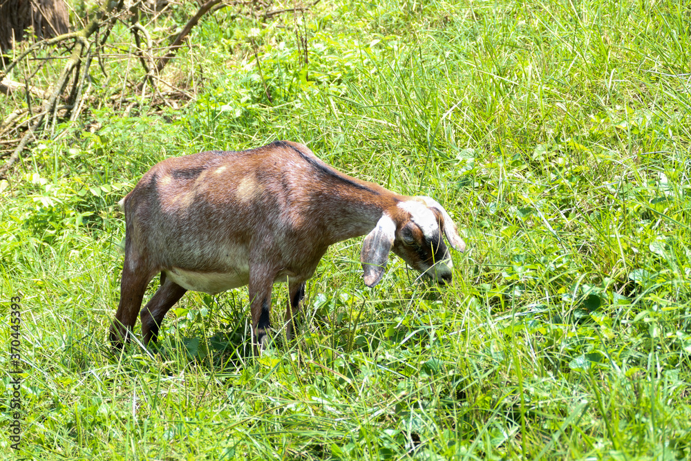 goat grazing in the grass goat grazing in the grass